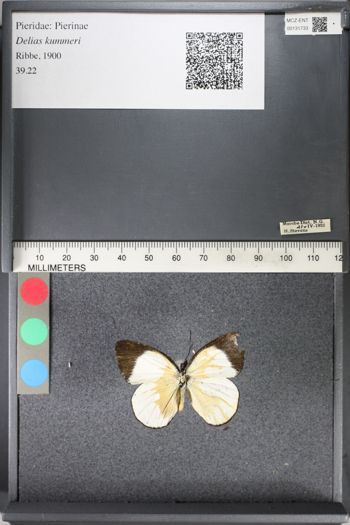 Media type: image;   Entomology 131733